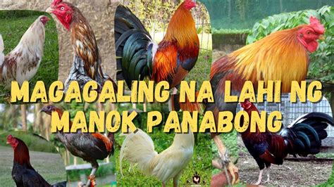 lahi ng manok panabong
